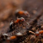 3 trucos caseros para evitar las hormigas