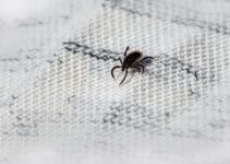 Exterminar ácaros de manera profesional