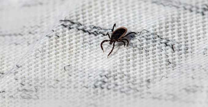 Exterminar ácaros de manera profesional