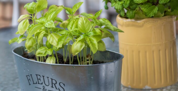 Aprende a alejar las avispas de tu hogar