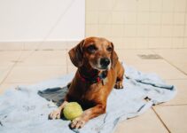 eliminar las garrapatas