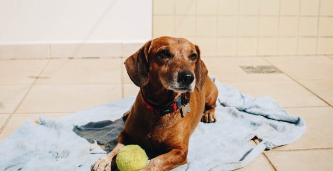 eliminar las garrapatas