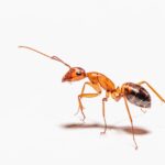 Remedios caseros para eliminar las hormigas