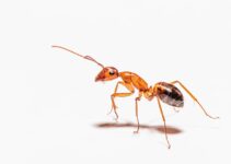 Remedios caseros para eliminar las hormigas