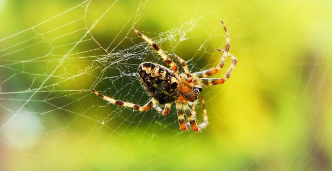 Evitar que las arañas
