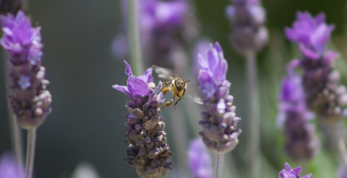 Repelentes caseros para las moscas