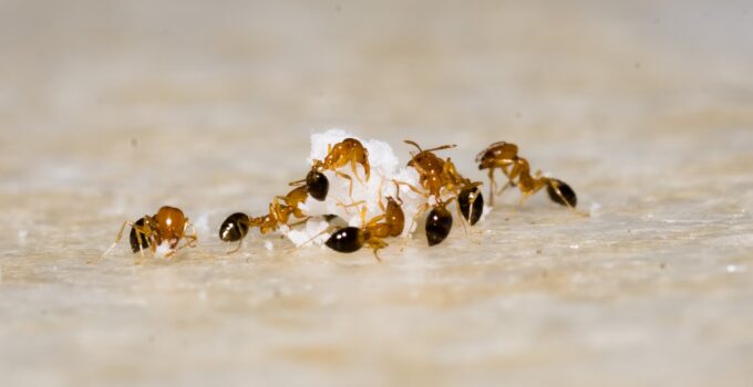 Como eliminar las hormigas