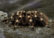 Saber si una araña es venenosa o no