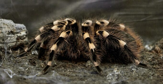 Saber si una araña es venenosa o no