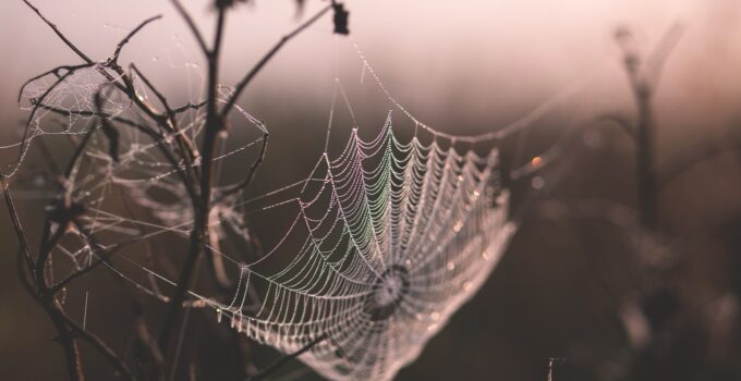 Métodos para eliminar las arañas