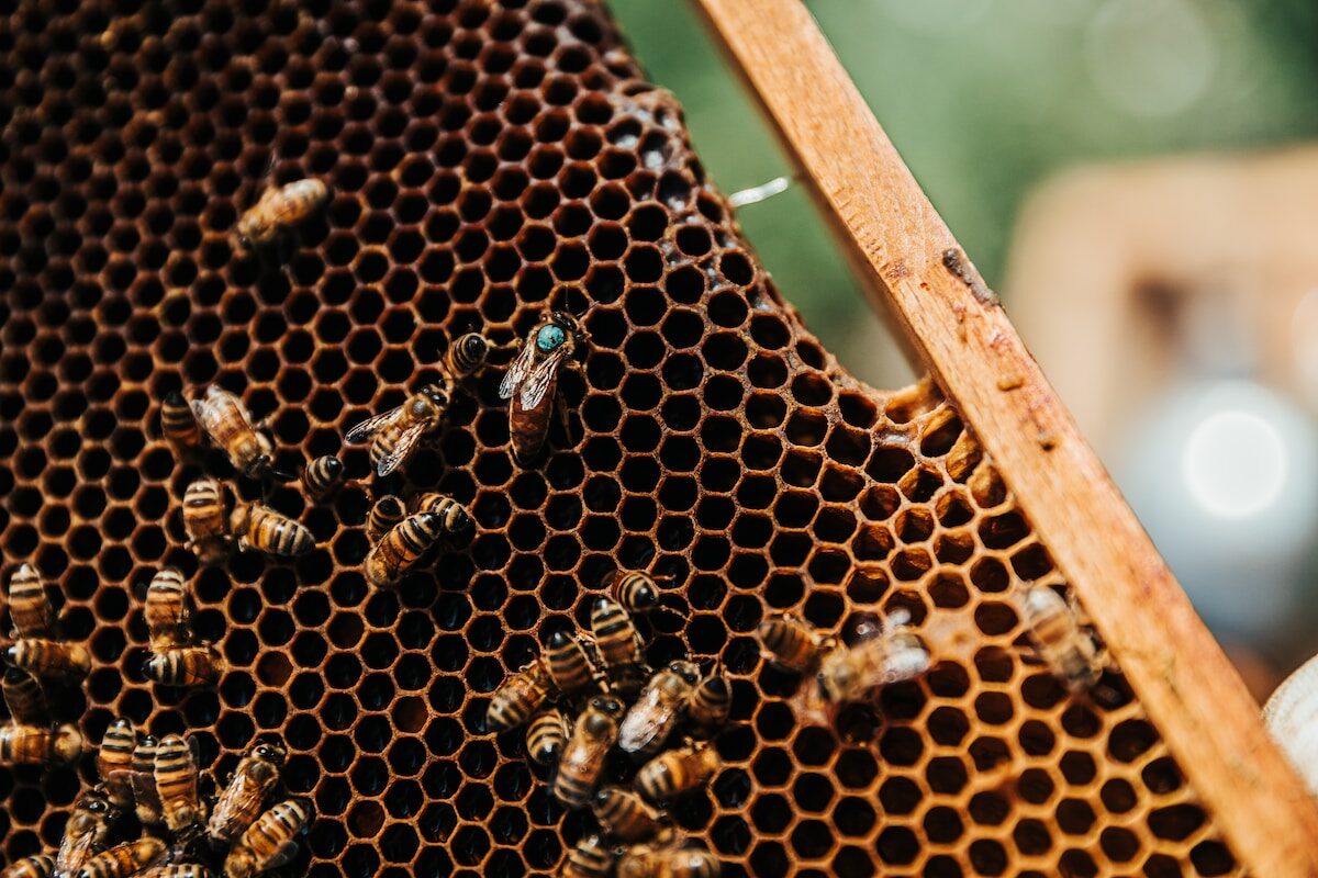 Cómo prevenir las avispas
